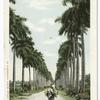 Avenue of Palms, Havana, Cuba