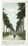 Avenue of Palms, Havana, Cuba