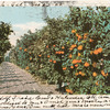 Orange Grove, California