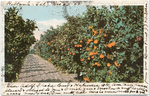 Orange Grove, California