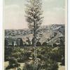 Spanish Bayonet, Arizona