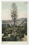 Spanish Bayonet, Arizona