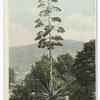 Century Plant in Bloom, Arizona