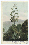 Century Plant in Bloom, Arizona