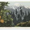 Snow and Oranges, California Anomaly, California