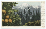 Snow and Oranges, California Anomaly, California
