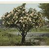 Little Rose Bush with a Thousand Blossoms, California