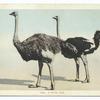 A Royal Pair (Ostriches), California