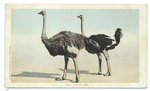 A Royal Pair (Ostriches), California