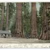 Big Trees, California