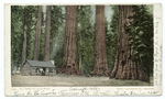 Big Trees, California