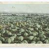 Melon Field, California