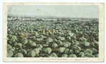 Melon Field, California