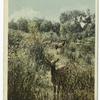 Elk Scenting Danger, West