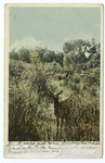 Elk Scenting Danger, West