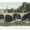 Bears in Yellowstone Park, Yellowstone Park