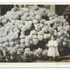 Hydrangea, California