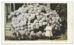 Hydrangea, California
