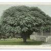 Umbrella Tree, California