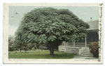 Umbrella Tree, California