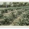 A Pineapple Field, California