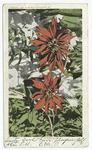 Poinsettias, California