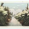 Pampas Grass, California