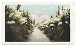 Pampas Grass, California