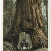 Wawona, Big Trees, Mariposa, Calif.