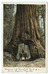 Wawona, Big Trees, Mariposa, Calif.
