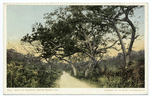 Road to Coconut Grove, Miami, Fla.