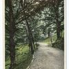 Road through the trees, Georgetown Univ., Washington, D. C.