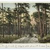 Pine Woods (Barrens), Florida