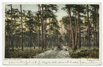 Pine Woods (Barrens), Florida