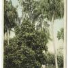 Tropical Trees, Rockledge, Fla.