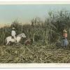 Cutting Cane, Sugar Industry, Cuba