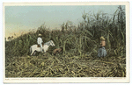 Cutting Cane, Sugar Industry, Cuba