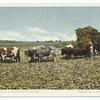 Load of Cane, Sugar Industry, Cuba