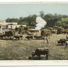 Weighing Cane, Sugar Industry, Cuba