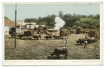 Weighing Cane, Sugar Industry, Cuba