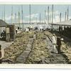 Sponge Yard along Docks, Nassau, B. I.