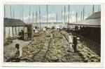 Sponge Yard along Docks, Nassau, B. I.