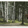 Among the Birches, Green Island, Lake George, N. Y.