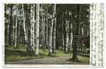 Among the Birches, Green Island, Lake George, N. Y.