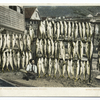 A Catch of Yellow Tail, Avalon, Santa Catalina, Calif.