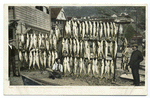 A Catch of Yellow Tail, Avalon, Santa Catalina, Calif.