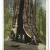 The Telescope, Mariposa Grove, Yosemite, Calif.