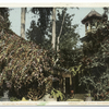 Rose Tree at Cottage, Baldwin's Ranch, Pasadena, Calif.