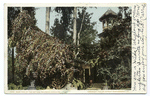 Rose Tree at Cottage, Baldwin's Ranch, Pasadena, Calif.