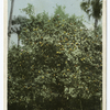 A Florida Orange Tree, Florida